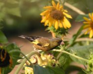 O.greenfinch1.jpg