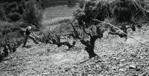 pruning_lermita1b-1.jpg