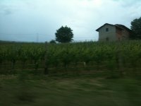 Vineyard_from_the_car.jpg